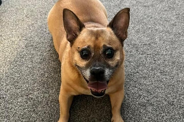 Laura Hitchen said: "My rescue baby we adopted from the Blue Cross last year. Bobby is 11 in December and still plays like a pup. He’s the funniest little guy."