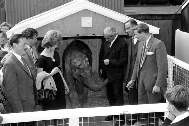 August 1964 and Schofields staged a zoo exhibition to attract families to the store. Group gathered in and around the elephant pen outside the store on The Headrow.
