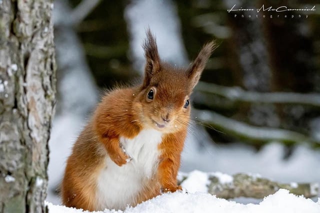 Have you ever seen such a cheeky squirrel? He's definitely brought a smile to our day.