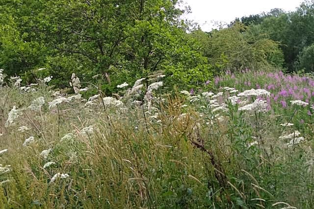The plant has grown by a path near to Moseley Beck and Moseley Beck Crescent in Cookridge, Leeds.