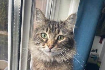 Nora