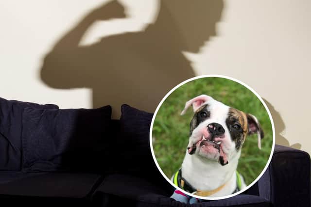 Christopher Silverthorne was caught on CCTV abusing Ace, an eight-month-old white and brindle Boxer-type dog