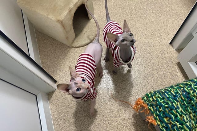 Disco and Cheeto are two Sphynx cats who were were abandoned at the animal centre gates, taped up in cardboard boxes. At just over a year old, they like a new outfit every now and then to help them stay warm in the colder months.