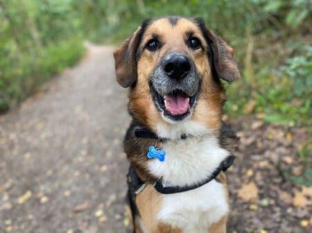 Shepherd X Jake is approximately 12 years old and had not had the fullest of lives before arriving at the centre. He is happy to go on long walks or snooze the day away, and needs an experienced family willing to continue his training with the branch behaviourist.