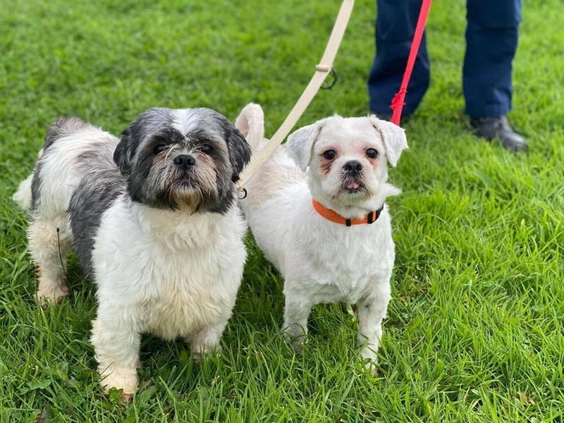 Lady and Ellie arrived at RSPCA South Yorkshire Animal Centre together. They very much enjoy attention and cuddling up on laps.