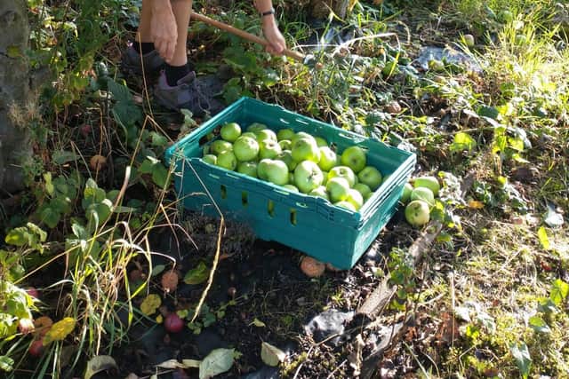 Horsforth Climate Action Treasurer Penny Pinn picking apples for the Green Festival apple press.