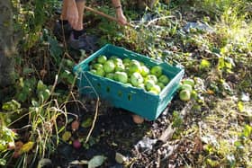 Horsforth Climate Action Treasurer Penny Pinn picking apples for the Green Festival apple press.