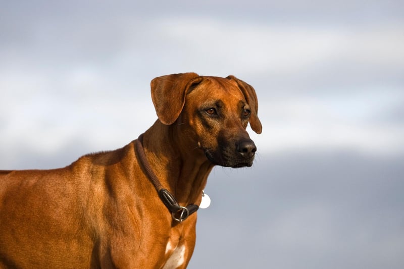 Intelligent, strong willed and dignified, the Rhodesian Ridgeback was popular in the UK with 1,250 registrations last year.