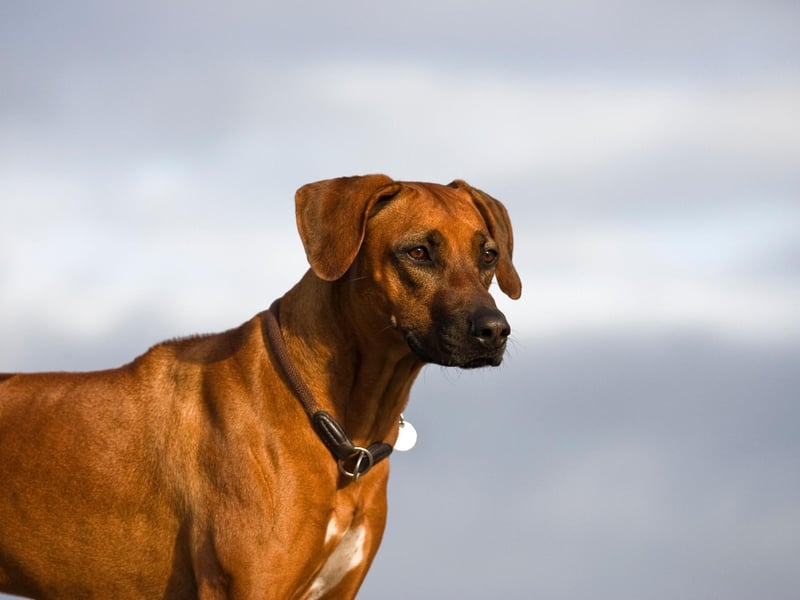 Intelligent, strong willed and dignified, the Rhodesian Ridgeback was popular in the UK with 1,250 registrations last year.