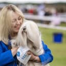 Mandy O'Deherty from Silsden with her Lhasa Apso showing at the Leeds Championship Dog Show held at Harewood House, the largest dog show since Crufts in 2019 due to the pandemic interupting the planned shows.