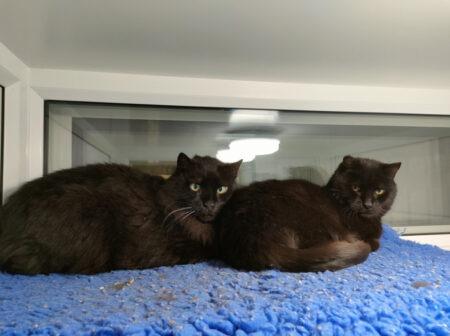 The pair are approximately 10 years old and are domestic semi-longhaired cats. They arrived at the centre when their owner died and are now looking for a new place to settle.
