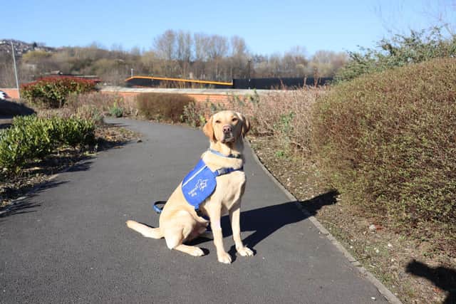 Trainee support dog Biscuit