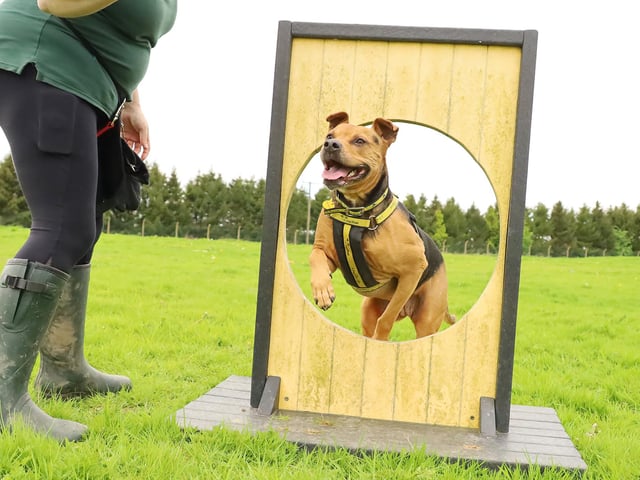There is never a dull moment with Star and this week she enjoyed some off-lead agility. The eight-year-old Crossbreed has been waiting for her home for some time. The team at Dogs Trust cannot understand why it is taking so much time because she is so fun to be around.