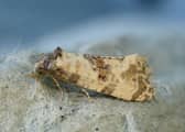 Amidst UK's insect decline, Make It Wild's Moth Surveys offer a glimmer of hope.