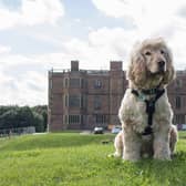 Hearing dog Albert in the grounds of Temple Newsam House