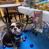 The day included a doggy tombola!