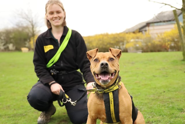 Star is an 8yr old Crossbreed who is lots of fun and hasn't noticed her age at all! She loves her toys and will play fetch all day! She's friendly with people she meets but shows her more affectionate side when she's got a good bond with you. She's also very foody and enjoys learning, so if you fancy doing some fun training with her she'd love that.