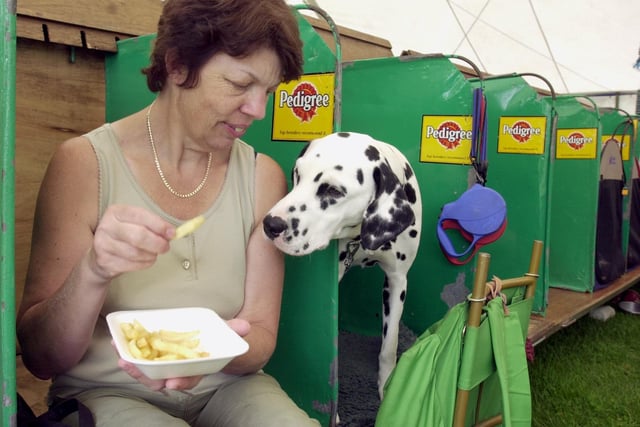 Theresa Gardinor enjoying her chips while Dalmation Sky 'Chandhally Chantilly Lace' watches in the hope of one at the Leeds championship dog show at Harewood house on Saturday, July 26, 2003.