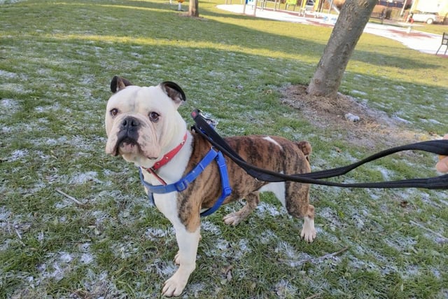 English bulldog Bronson is approximately six years old and loves to play. He would like a new family to help him socialise a bit more.