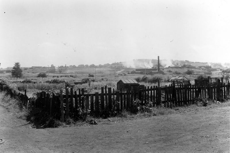 Allotments on Beeston Royds, off Beeston Ring Road. This area, though demolished and used to create industrial estates, is known as Beeston Royds. Pictured in July 1959.