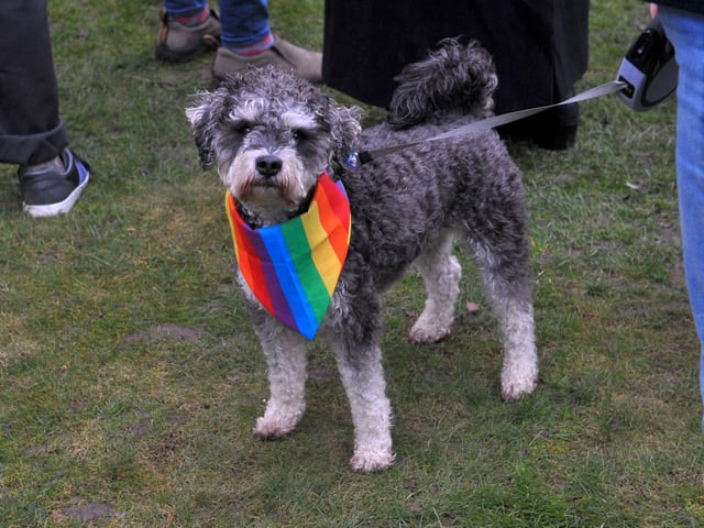 A dog wears the rainbow colours of the Pride flag.