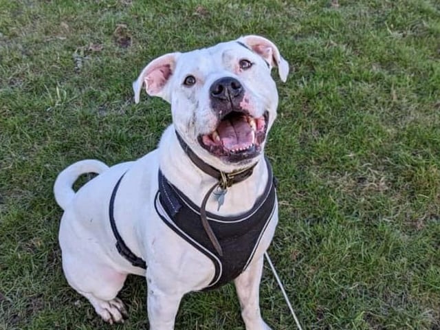 Zeus, a Staffie X, is a three-year-old bundle of energy and is looking for a family willing to offer unconditional love and keep up with his training. He can be unsure of other dogs so would suit a family that could help him feel comfortable when out on walks. Despite getting over excited at times, he loves a cuddle.