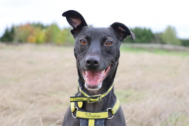 Harold is a lovely four-year-old Lurcher who loves life! He is lots of fun and is friendly with everyone he meets. He loves a nice bum scratch, and as his bond gets stronger, you’ll see a very affectionate side to him too. He's also a very clever boy and loves learning new tricks. Being super foody means he'll be easy to continue teaching new things. He can be quite barky when he sees other dogs so prefers to walk in quieter places. He’ll need to be the only pet in his home as he likes to be the centre of attention. If you are a lover of smart, active, and affectionate Lurchers then Harold will definitely steal your heart!