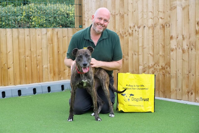 Good luck Jessie!
Lots of dogs left the centre this week to start their new lives in their forever homes, and one such lucky lady was Jessie. She’s a six-year-old Lurcher who was handed over due to huge, unavoidable change in her owners’ circumstances. Happily, she was quickly spotted by her new family and after a couple of meets at the centre she ran off to start her new life.