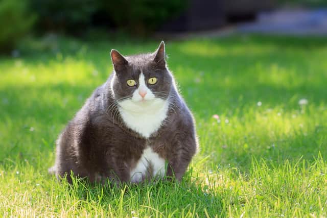 Ensure your pet is not obese (photo: Adobe)