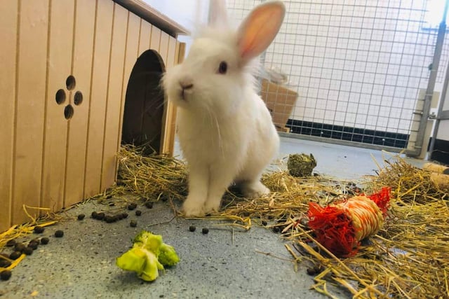 Milky Way, a five-month-old Lion Head rabbit, came into the centre with his two brothers Tom and Jerry. Those two are very bonded, so he's looking for his own bunny mate - or bunny wife! He's a little shy at first, but he quickly warms up to people - especially when they've got some tasty veg. He will need plenty of space for exploring and activities.
