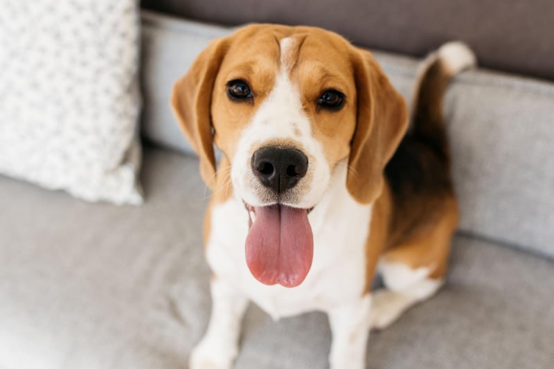 Intelligent and amiable, yet determined and exciteable, Beagles have long won over the hearts of many owners and are third most popular hound dog breed in the UK.