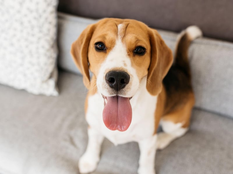 Intelligent and amiable, yet determined and exciteable, Beagles have long won over the hearts of many owners and are third most popular hound dog breed in the UK.