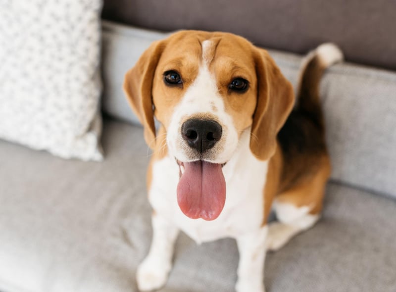 Intelligent and amiable, yet determined and exciteable, Beagles have long won over the hearts of many owners and are third most popular hound dog breed in the UK.