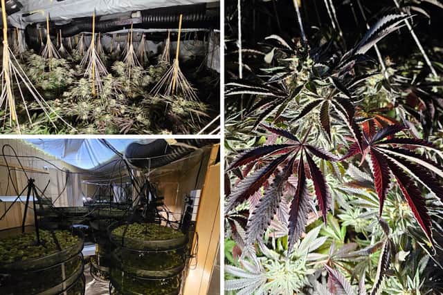 Inside the property, officers found nearly 1,000 live plants and multiple drying rooms containing more than 200kg of cropped cannabis. Photos; West Yorkshire Police