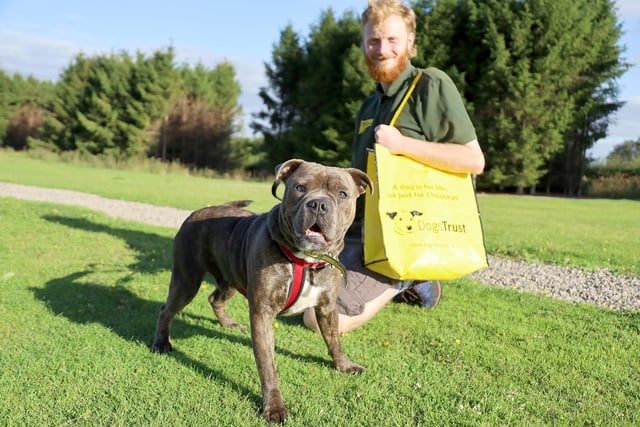 Good luck Bandit! 
This bubbly Bulldog is not quite a year old and was handed over to the rehoming centre after a change in his owner’s circumstances meant they could no longer keep him. Happily, he was quickly spotted by his new family and has already been adopted!
