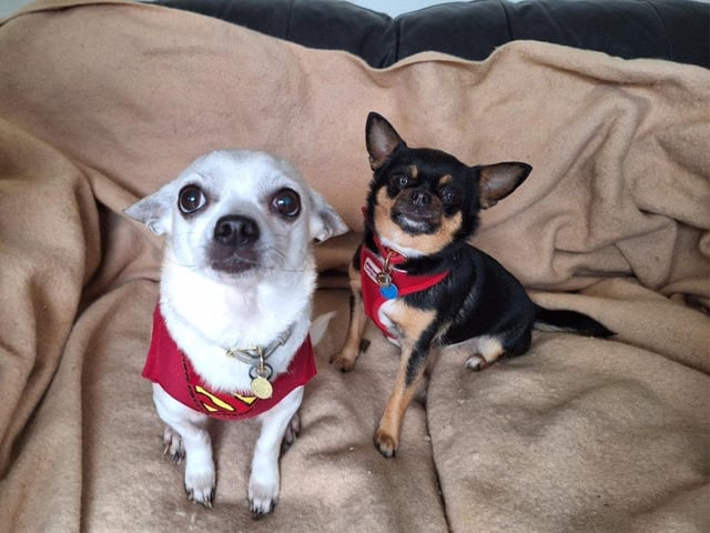 This is mother and daughter duo Audrey and Fran. The cheeky Chihuahuas, aged nine and five, do everything together - eating, napping and playing. Mum Audrey is shyer than Fran and can take longer to trust new people, but once she's comfortable, she loves a cuddle. Fran always checks out new visitors, giving them the sniff of approval. The pair would suit a family experienced with Chihuahuas, and a calm, quiet and patient home with older children would be ideal.