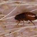   Fleas in your pet’s fur could be just part of the problem, with carpets and bedding harbouring more of the infestation  