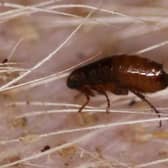   Fleas in your pet’s fur could be just part of the problem, with carpets and bedding harbouring more of the infestation  