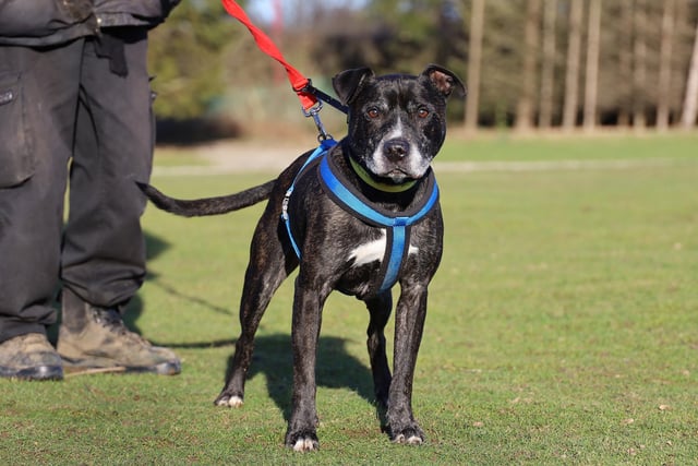 Buddy is very loving 11 year old Staffordshire Bull Terrier. He is a fun and affectionate boy who is friendly with everyone he meets. He's great with other dogs out and about and would love to have walking buddies, but he’s not looking to share his home. In classic Staffy style, he loves lots of fuss and attention and isn’t one to share the spotlight! He enjoys a peaceful home so he'll settle best in a less noisy location. Don't be fooled by his 11 years! He is full of life and will be a wonderful, loyal and loving family pet.