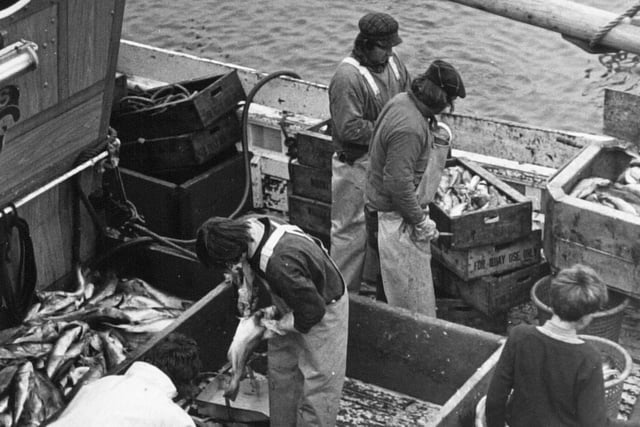 The crew of Whitby trawler Venus pictured gutting fish in Whitby Harbour in October 1972.