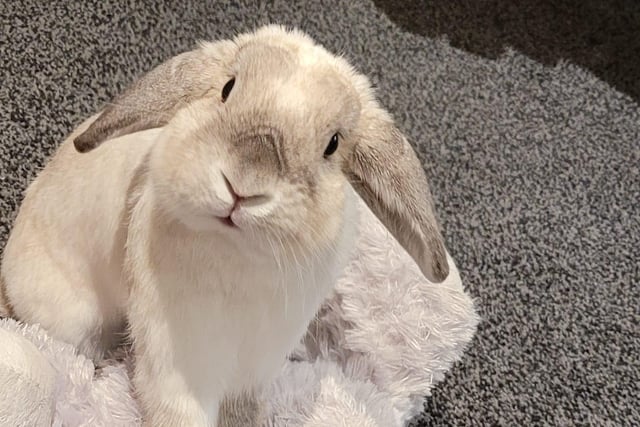 Laura Cresswell shared this adorable photo of her rabbit Dobby.