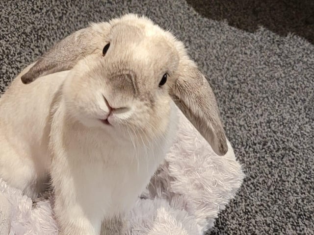 Laura Cresswell shared this adorable photo of her rabbit Dobby.