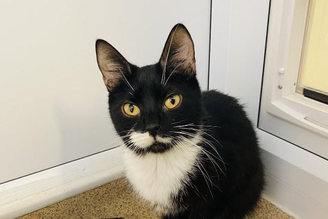 Domestic short hair Missy has really flourished and grown in confidence since first arriving at the centre. Aged around two years and six months, she is looking for a family that can offer plenty of attention and lots of love.