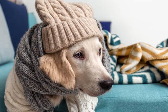 Maintain the best temperatures in your home for your furry friends (photo: Adobe)