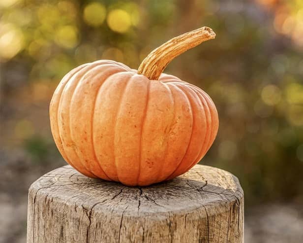 Halloween pumpkin
