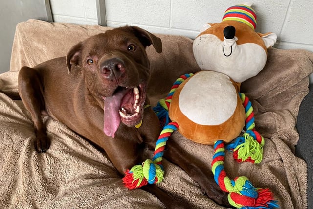 Six-year-old Rocket is a Shar Pei Vizsla Crossbreed who has been waiting to find a new home for a while now. He is a fun and playful dog who loves his toys.
