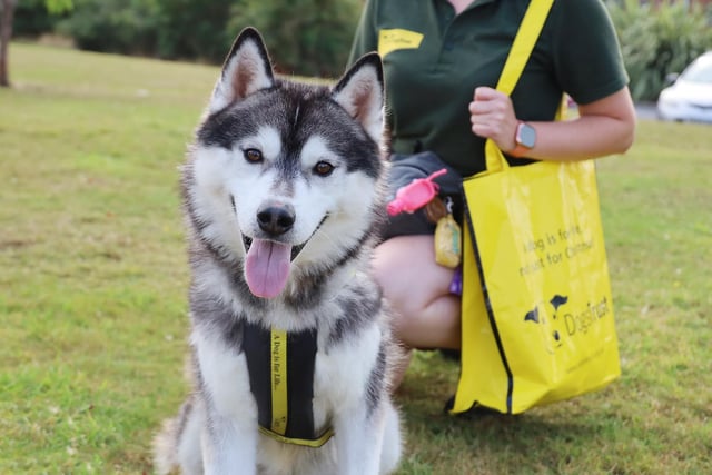 Good luck Bandit! 
This stunning Husky arrived at the rehoming centre last week and he’s been snapped up super-fast!
Here he is with his bag packed just before he left for his forever home.