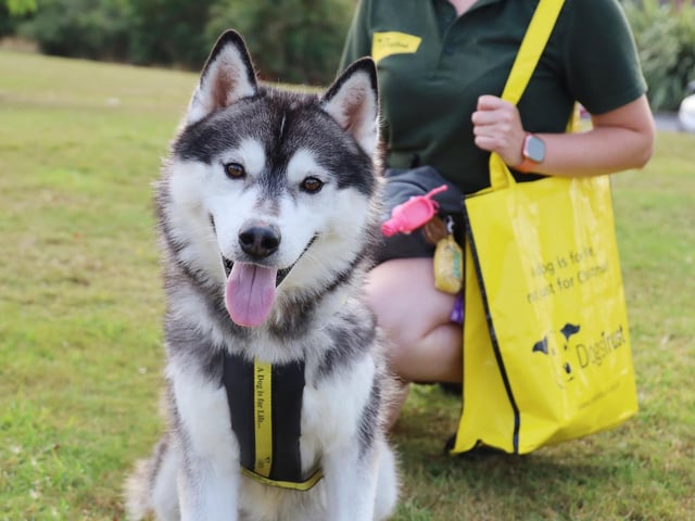 Good luck Bandit!
This stunning Husky arrived at the rehoming centre last week and he’s been snapped up super-fast!
Here he is with his bag packed just before he left for his forever home.