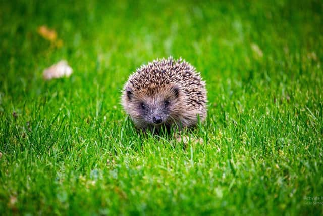 One local campaigner described how two hedgehogs had been killed with a third left requiring emergency surgery. Picture: Adobe Stock