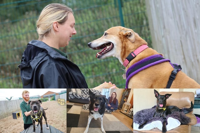 There is always lots going on at the Leeds Dogs Trust rehoming centre and this week has been no exception. Here we take an exclusive look behind the scenes of day-to-day life and meet some of the handsome boys and gorgeous girls who are all looking to find loving new homes.